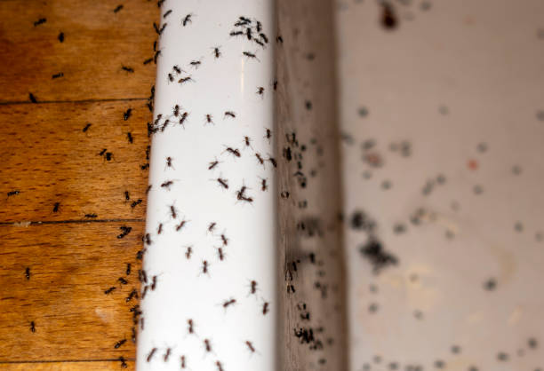 Best Wildlife Control Services  in North Tonawanda, NY