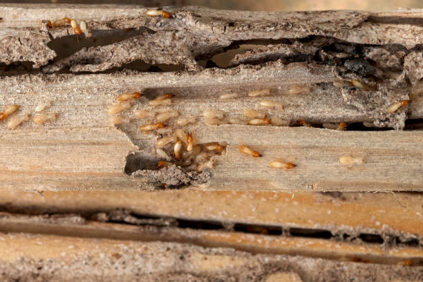 Trusted North Tonawanda, NY Pest Control Experts